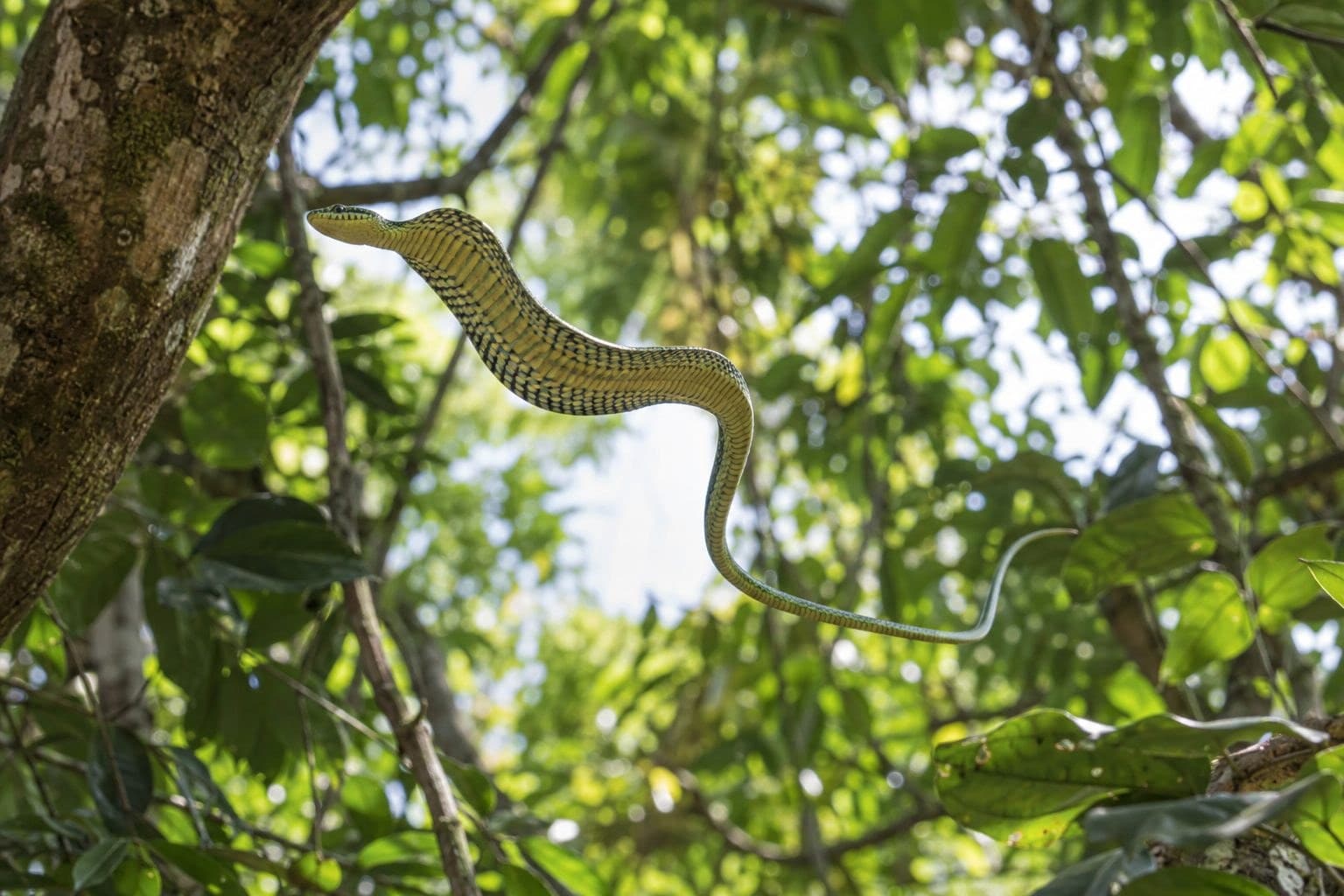 Serpent volant (Chrysopelea) en vol planant entre les arbres en Asie du Sud-Est