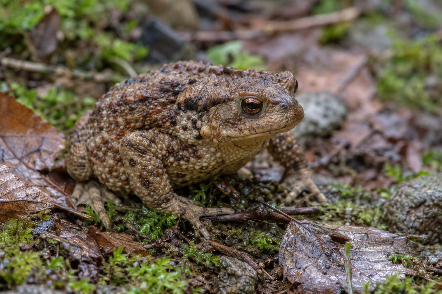 Crapaud commun au sol montrant ses glandes cutanées