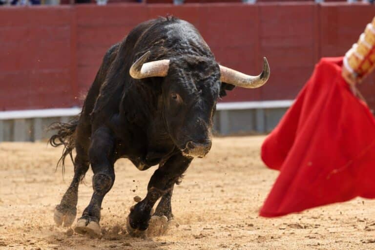 Taureau dans une arène montrant sa réaction au mouvement plutôt qu'à la couleur rouge