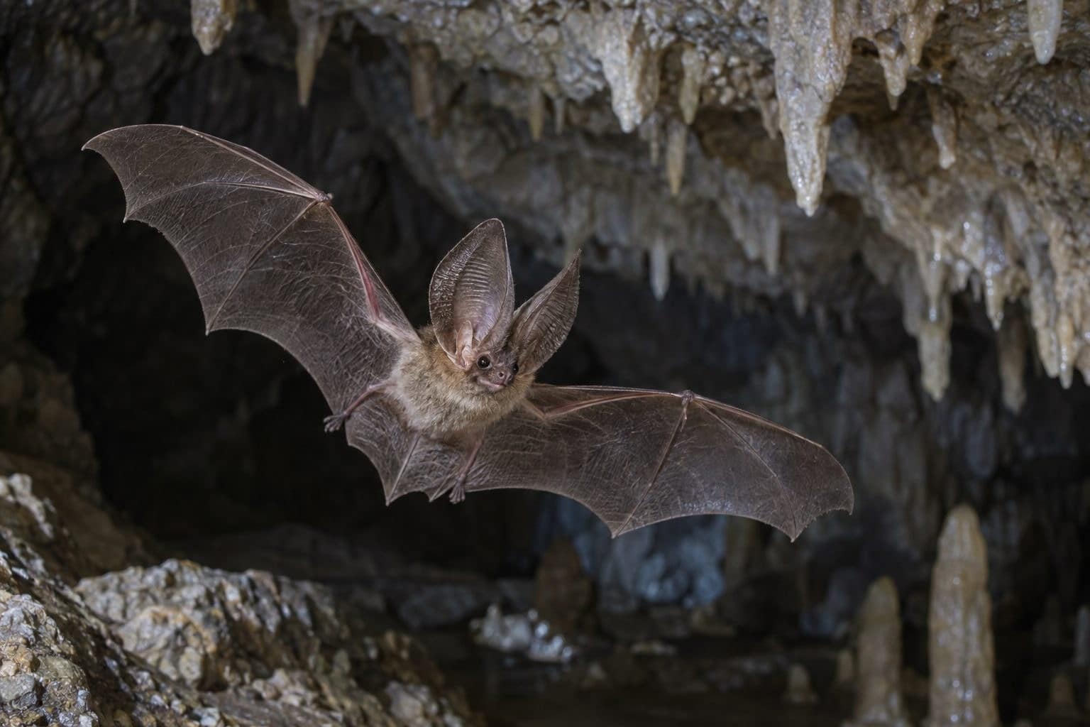Chauve-souris en vol dans une grotte montrant ses yeux