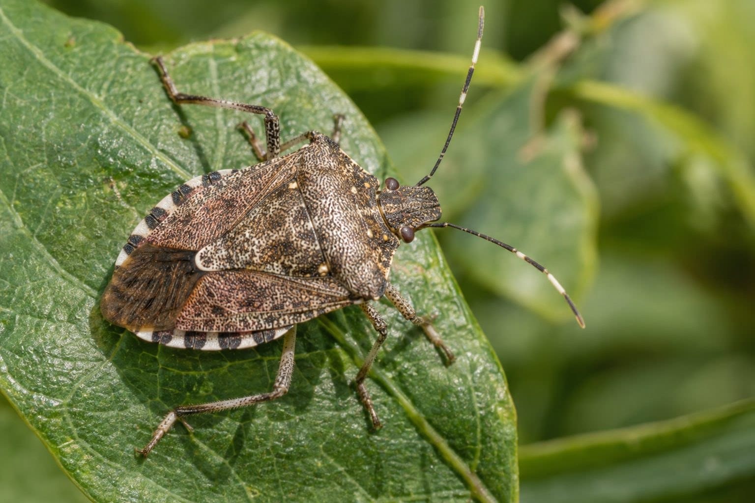 Punaise diabolique (Haematoloma halys) en gros plan sur une feuille