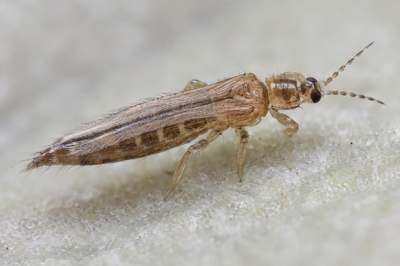 Thrips (bête d'orage) en gros plan détaillé