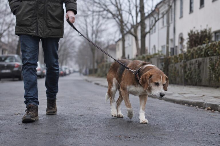 Un chien en laisse marchant dans une rue résidentielle grise et monotone par une journée d'hiver nuageuse, exprimant l'ennui et la lassitude