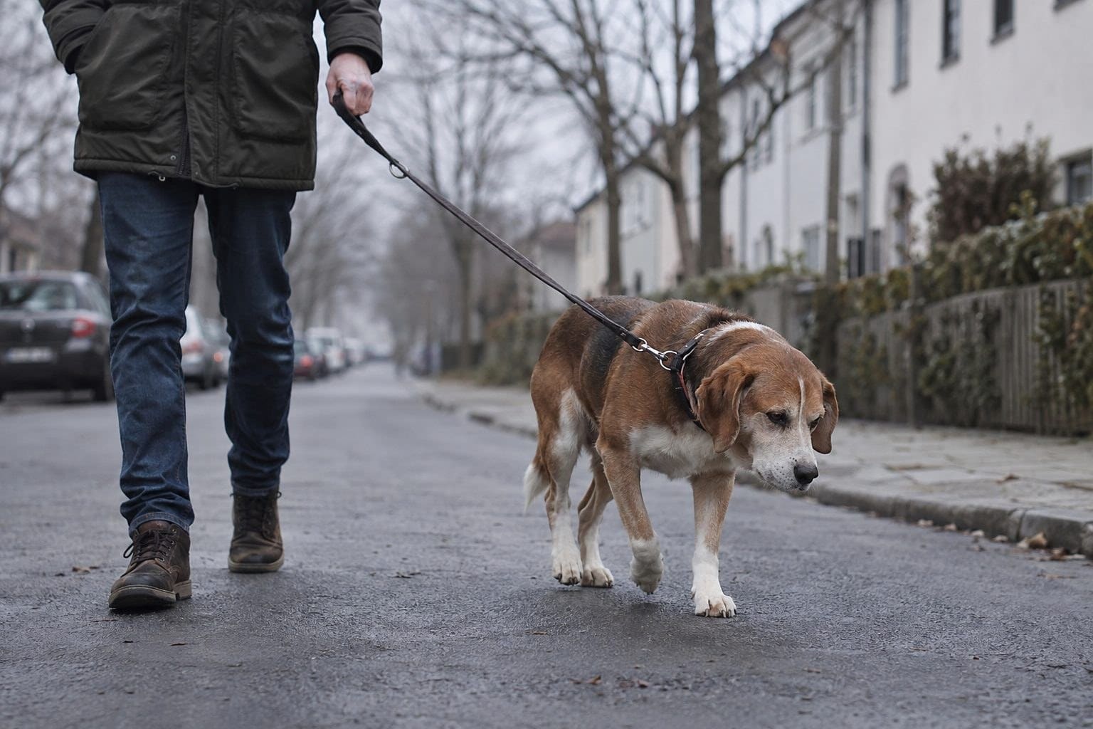 Un chien en laisse marchant dans une rue résidentielle grise et monotone par une journée d'hiver nuageuse, exprimant l'ennui et la lassitude