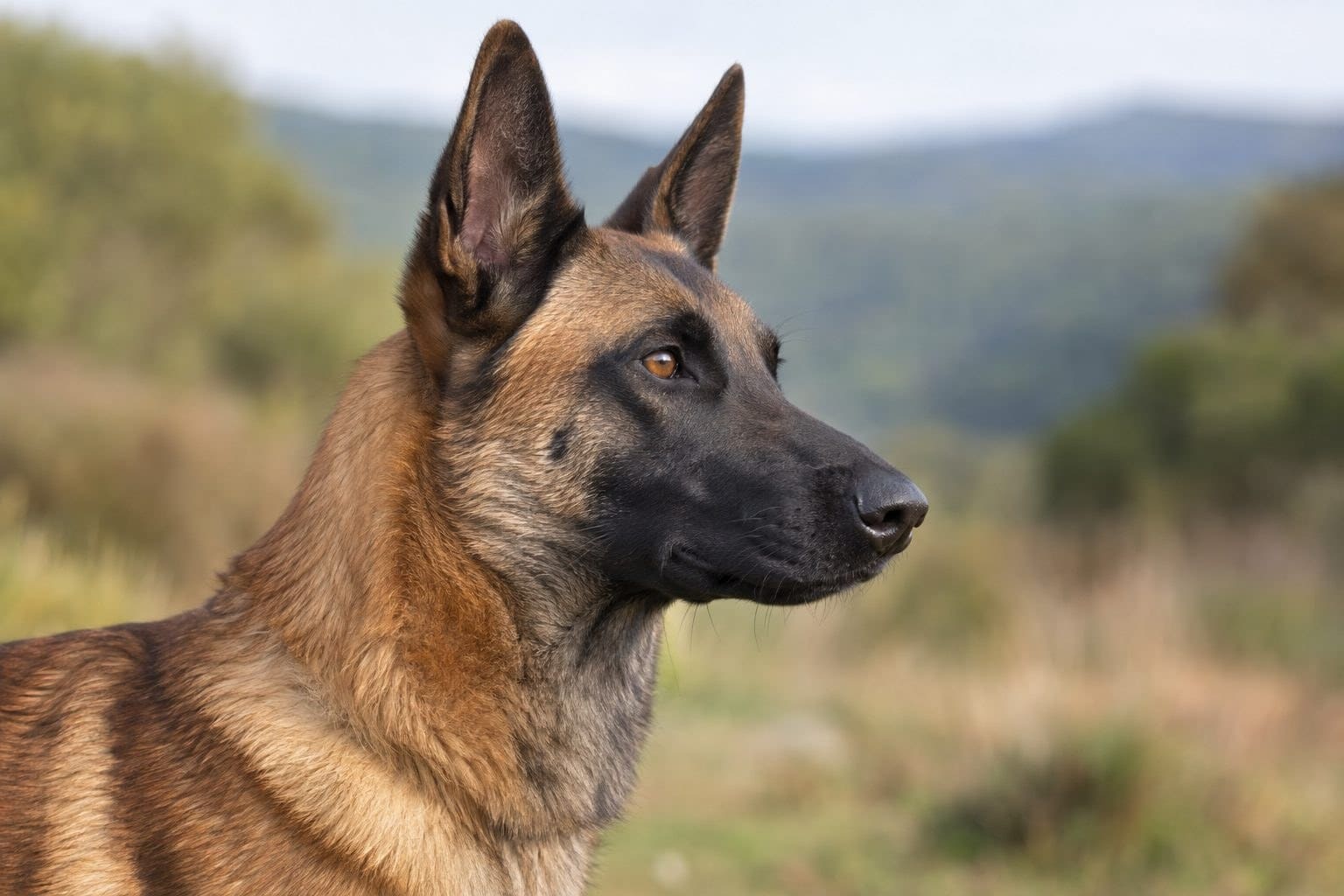 Vous souhaitez adopter un Berger Belge Malinois : voici les 5 choses à savoir