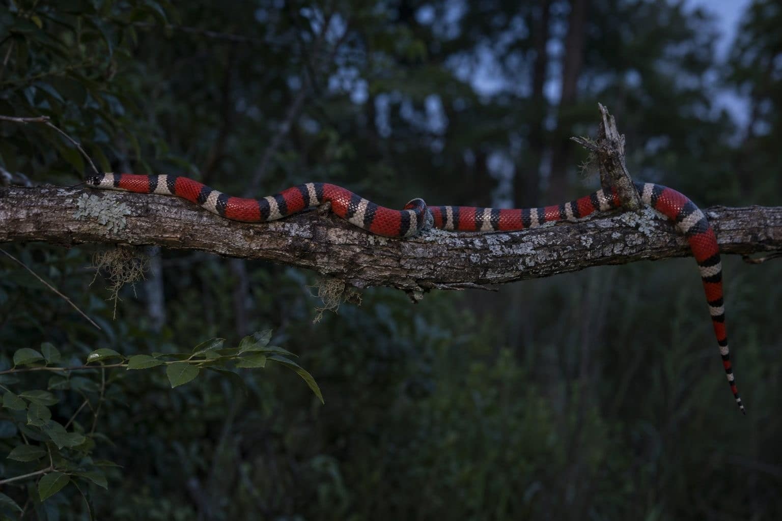 Couleuvre faux corail (Milk Snake) - nocturne sur branche