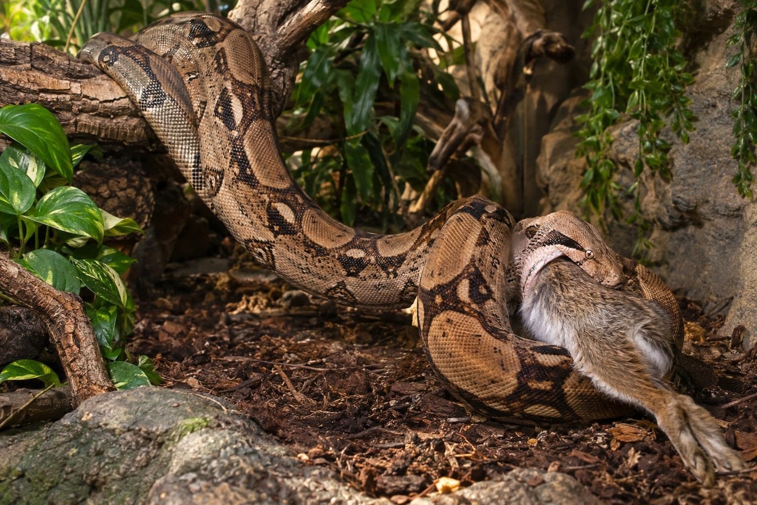 Boa constrictor - se nourrissant d'une proie appropriée