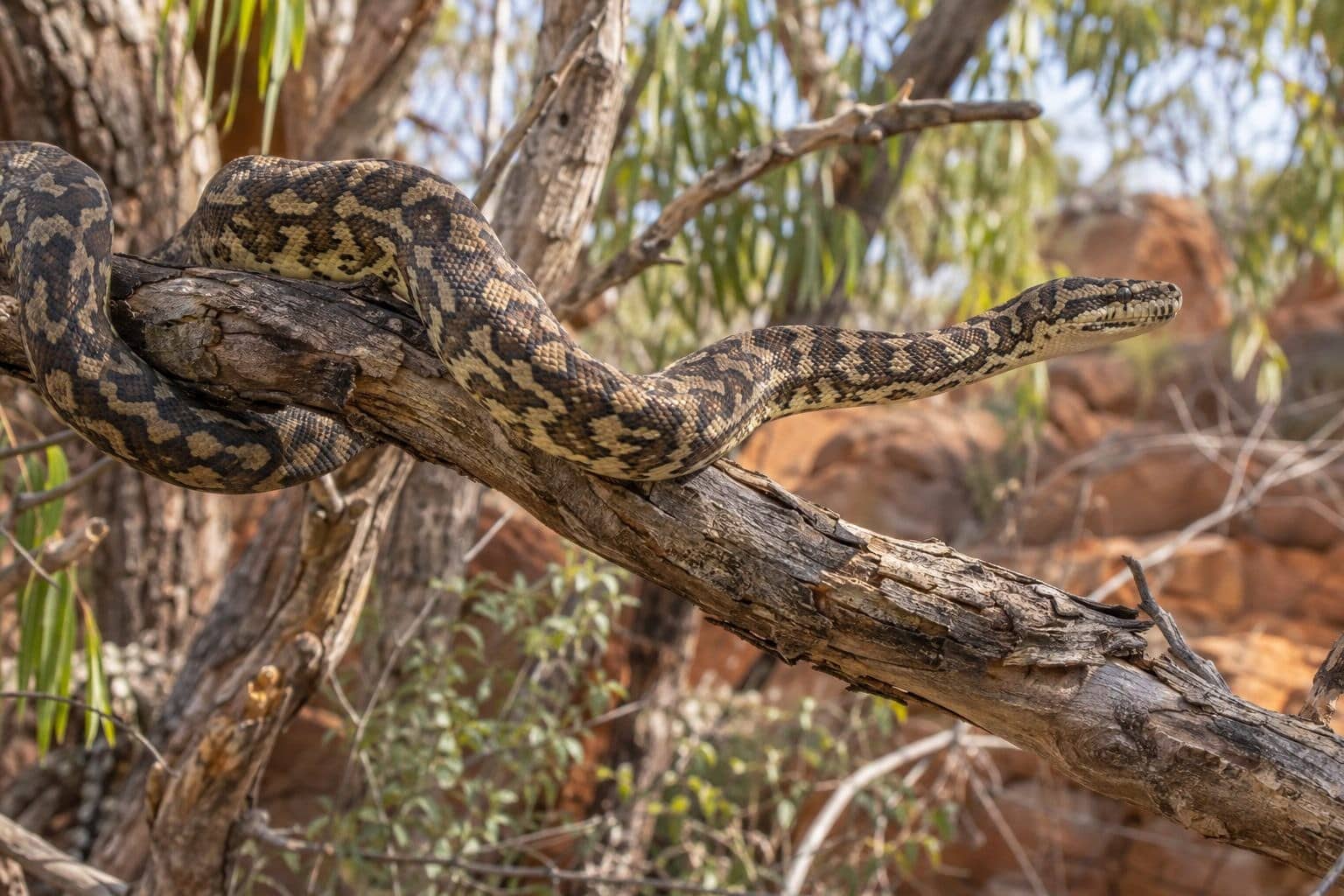 Morelia Bredli - en déplacement sur branche australienne