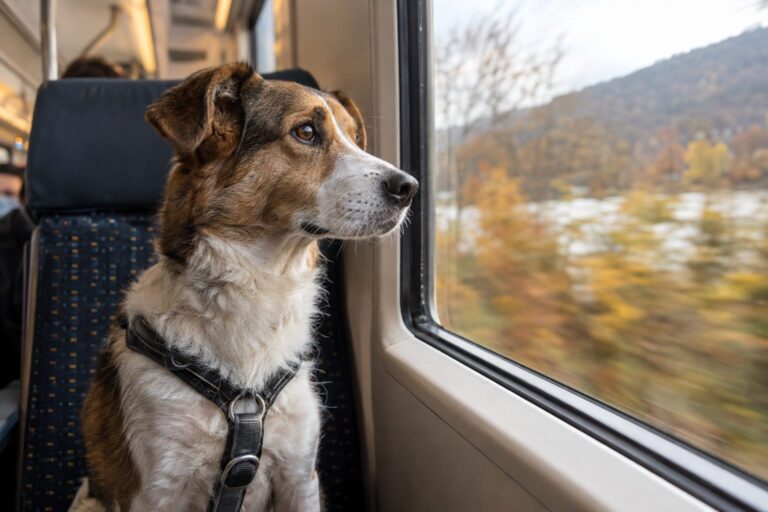 Un chien de taille moyenne assis dans un siège de train, regardant par la fenêtre avec une expression légèrement anxieuse, pendant que le train roule