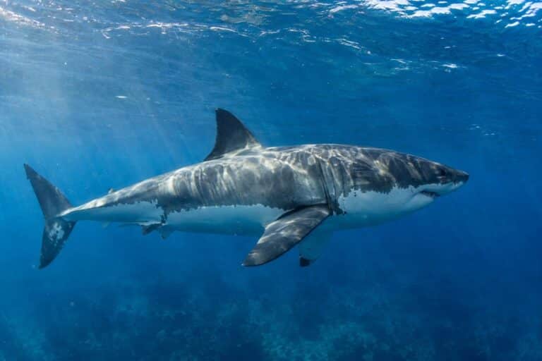 Grand requin blanc en pleine mer Méditerranée