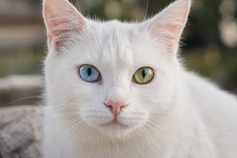 Portrait en gros plan du chat Pam Pam mettant en évidence ses yeux vairons (un bleu, un vert-doré) et sa fourrure blanche immaculée