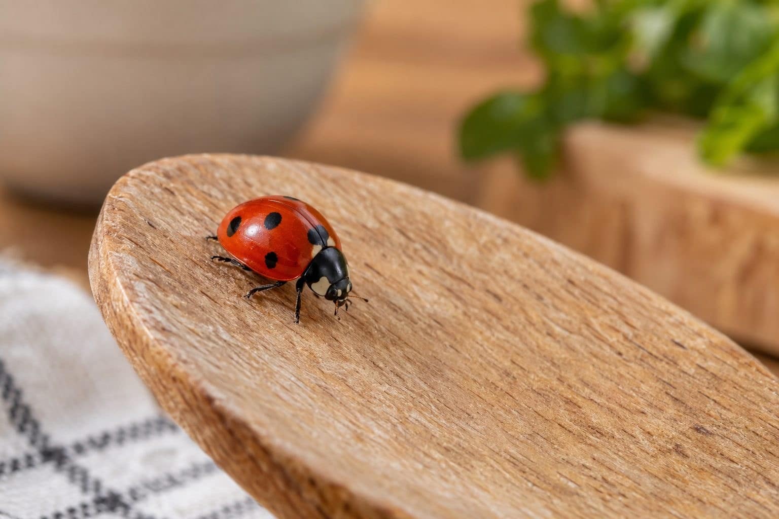 Coccinelle sur ustensile de cuisine en bois