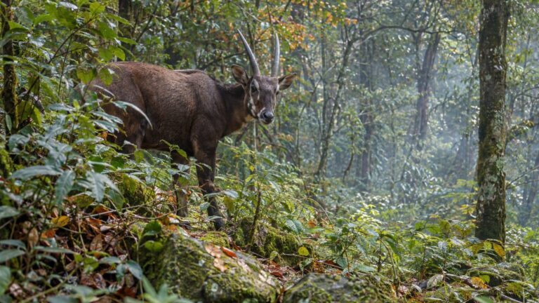 Animaux rares et étranges : pourquoi on ne les voit jamais