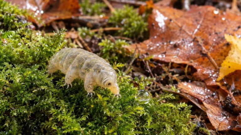 Avaler un tardigrade : ce qui se passe vraiment