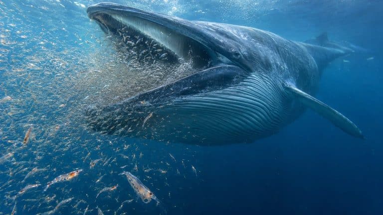 Baleine : alimentation, chiffres par espèce et sources