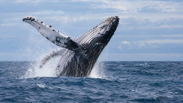 Baleine : espèces et classification, chiffres par espèce et sources