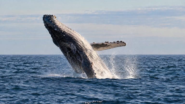 Baleine : habitat et migrations, chiffres par espèce et sources