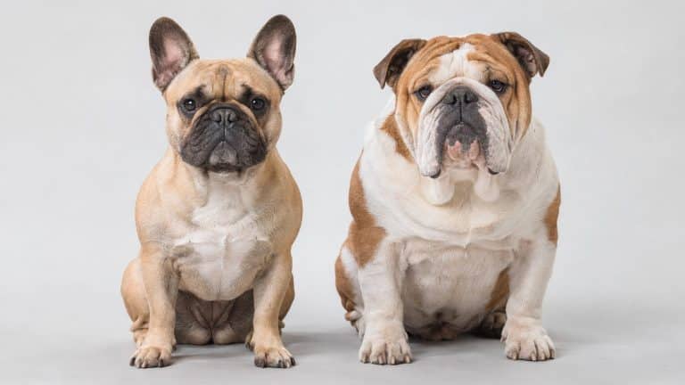Bouledogue français ou anglais : comment faire la différence