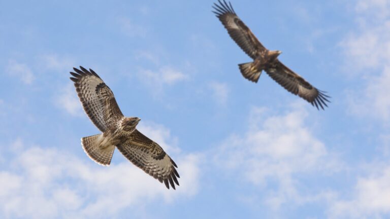 Buse ou aigle : comment faire la différence