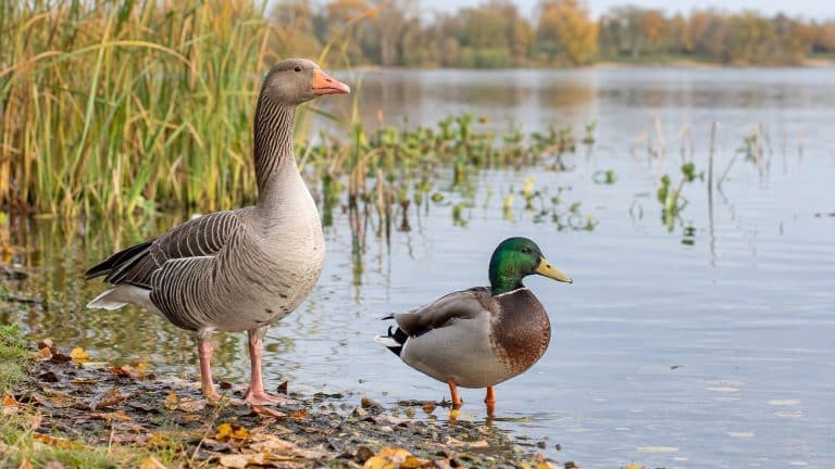 Canard ou oie : comment faire la différence