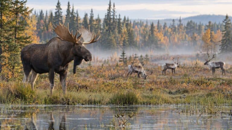 Cerf, élan, renne, daim : le guide des cervidés qu'on confond