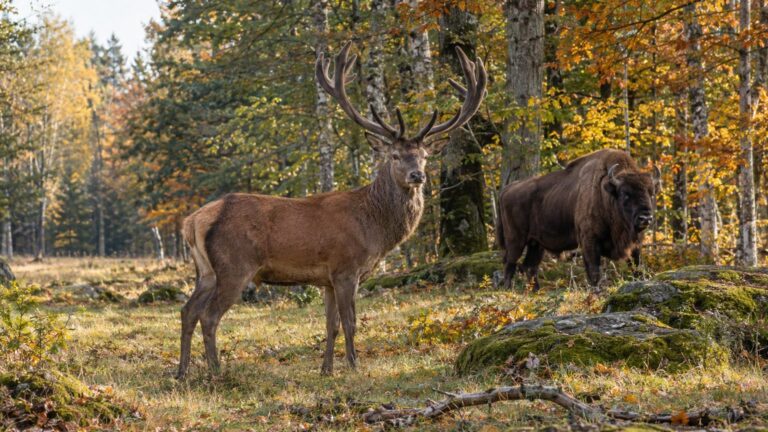 Cervidés, bovidés : ne plus jamais confondre deux animaux proches