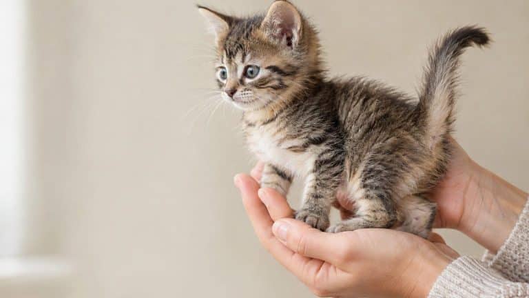 Chat et chaton : reconnaître le mâle et la femelle