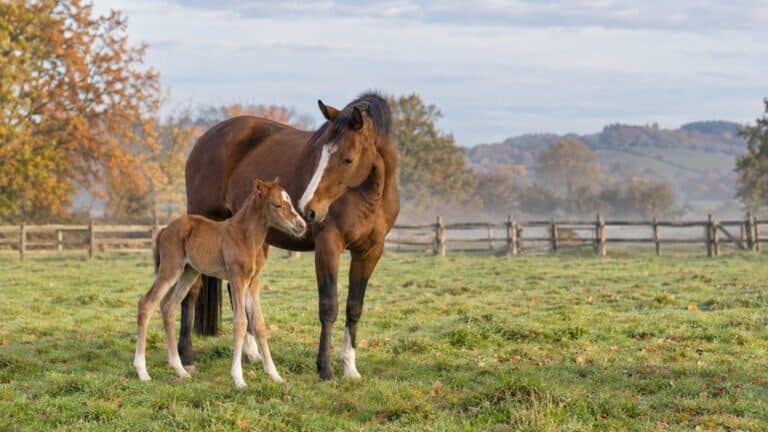 Cheval : nom de la femelle, du mâle et du petit