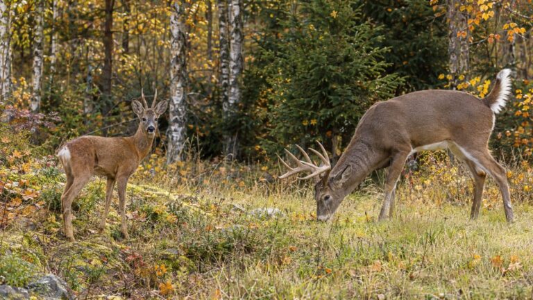 Chevreuil et cerf de Virginie : les 5 différences qui sautent aux yeux