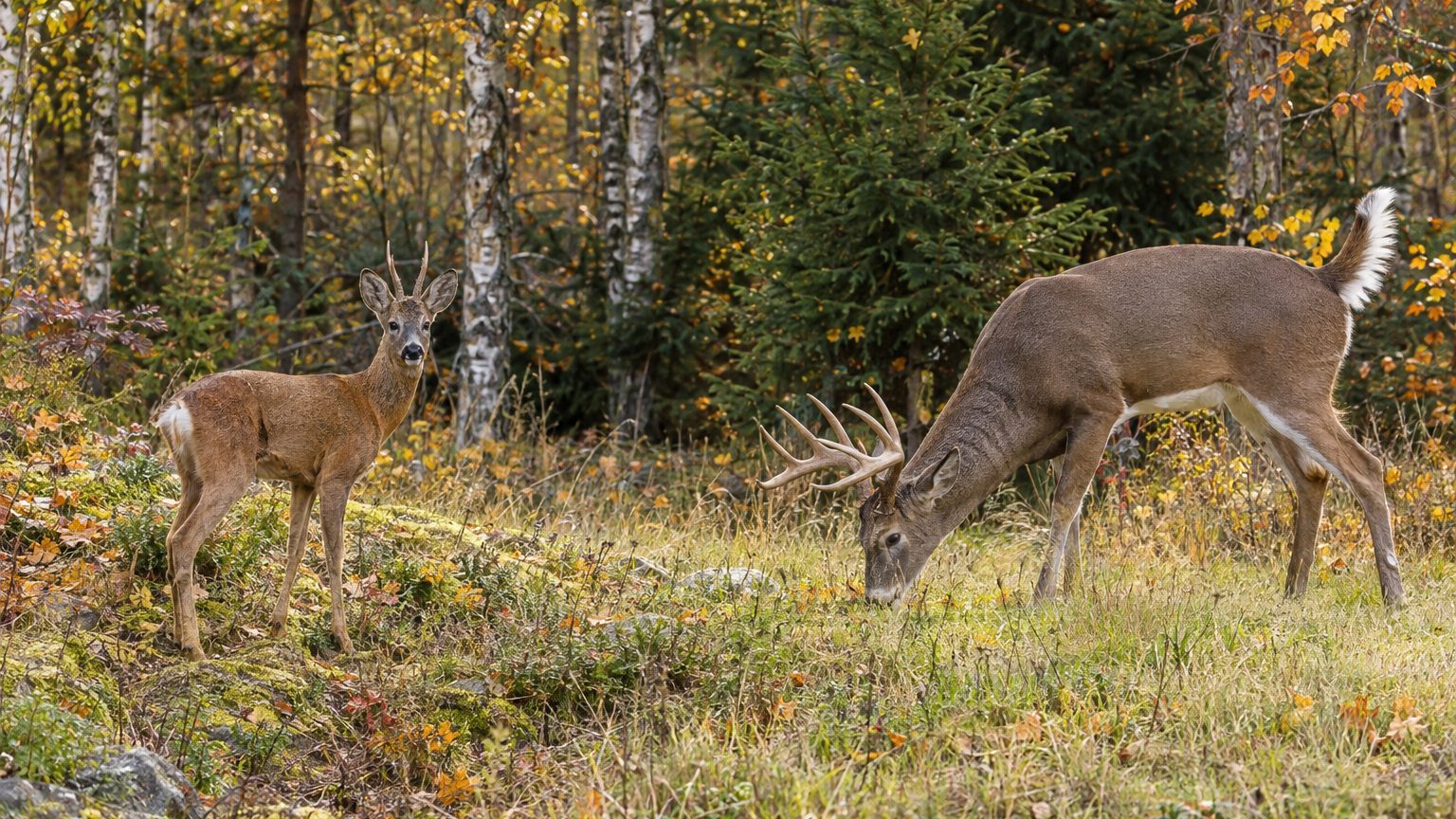 Chevreuil et cerf de Virginie : les 5 différences qui sautent aux yeux