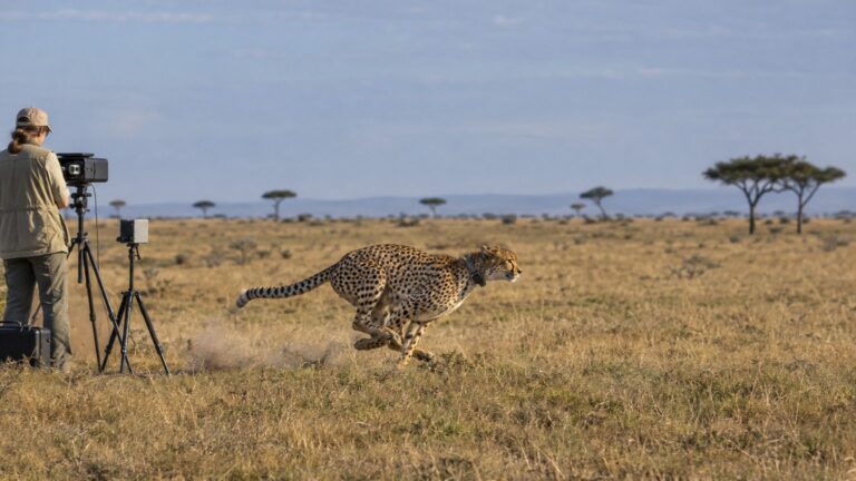 Comment mesure-t-on la vitesse d'un animal sauvage ?