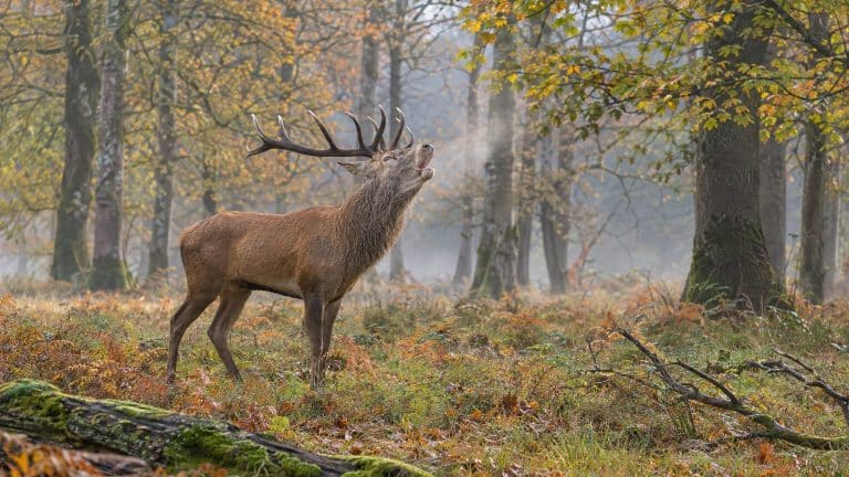 Cris des animaux sauvages de la forêt : noms des cris, verbes et sons à écouter