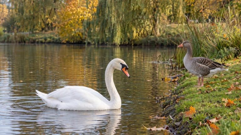 Cygne ou oie : comment faire la différence