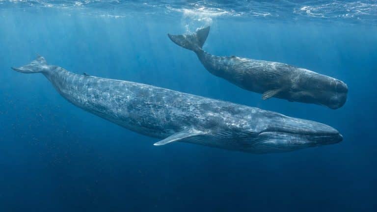 Différences entre baleine bleue et cachalot : morphologie, taille et mode de vie