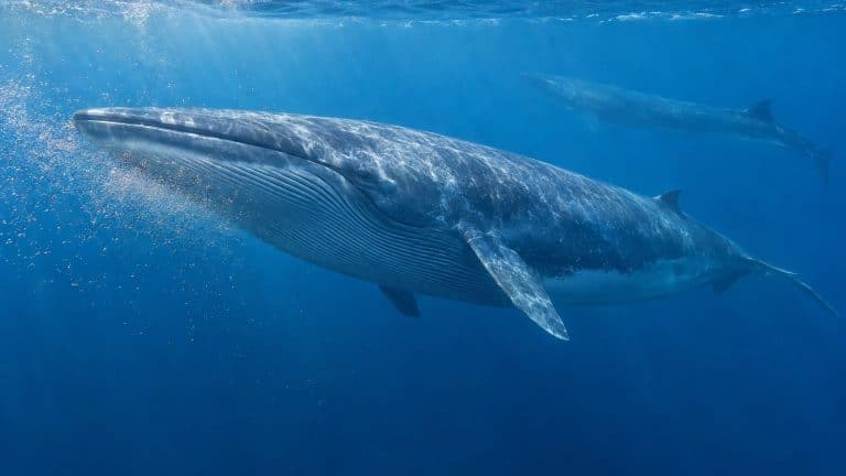 Différences entre baleine et rorqual : morphologie, taille et mode de vie