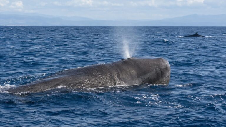 Différences entre cachalot et baleine : morphologie, taille et mode de vie