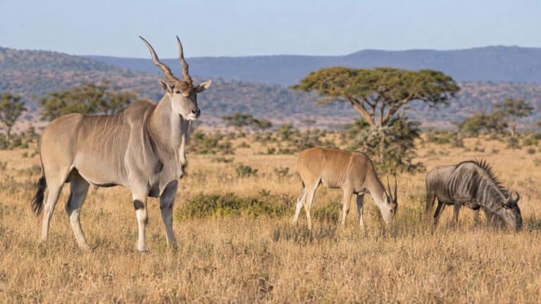 Éland du Cap, éland de Derby, gnou : ces bovidés pris pour des cerfs