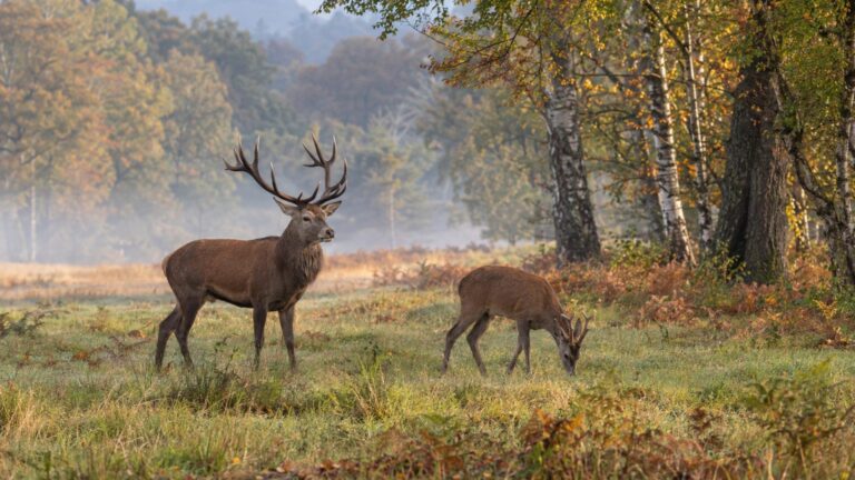 Espèce, genre, famille : où s'arrête la frontière entre deux animaux