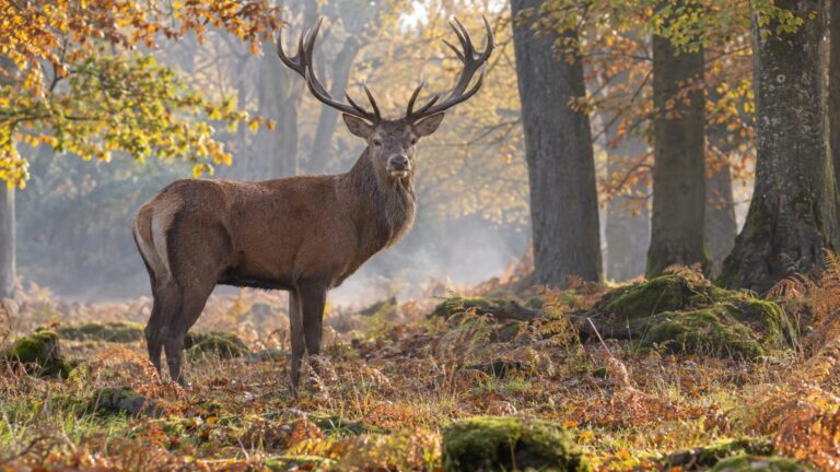 Famille des cervidés : liste des espèces et cousins du cerf