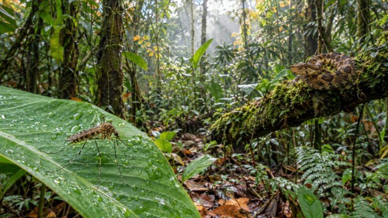 Faune de forêt et de jungle : dangerosité réelle, chiffres annuels et sources