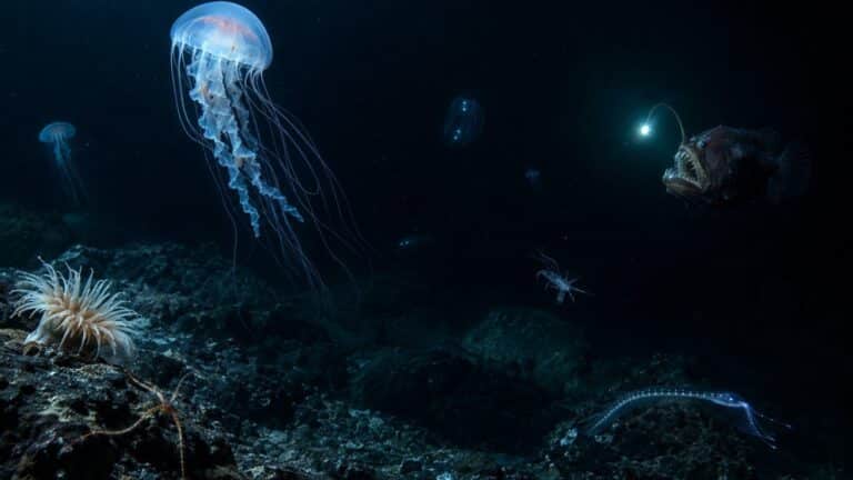Faune des abysses : le point documenté, effectifs et sources