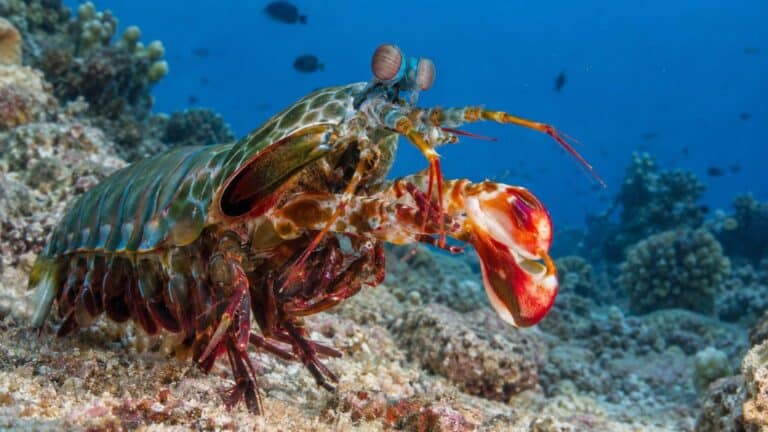 Force de frappe et d'impact : les records animaux et les chiffres qui les fondent