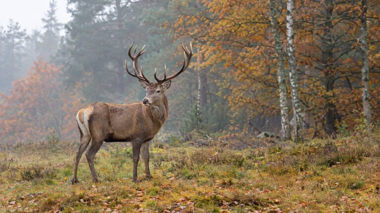 Identifier un cervidé sur photo : bois, museau, croupe, sabots