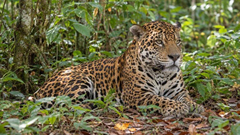 Jaguar ou léopard : comment faire la différence