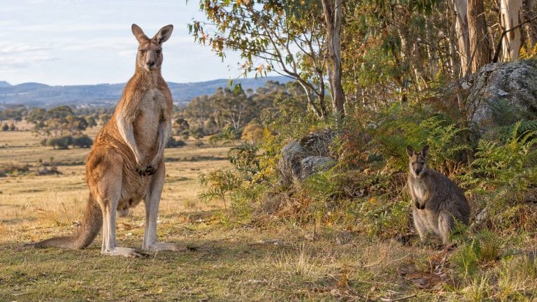 Kangourou ou wallaby : comment faire la différence