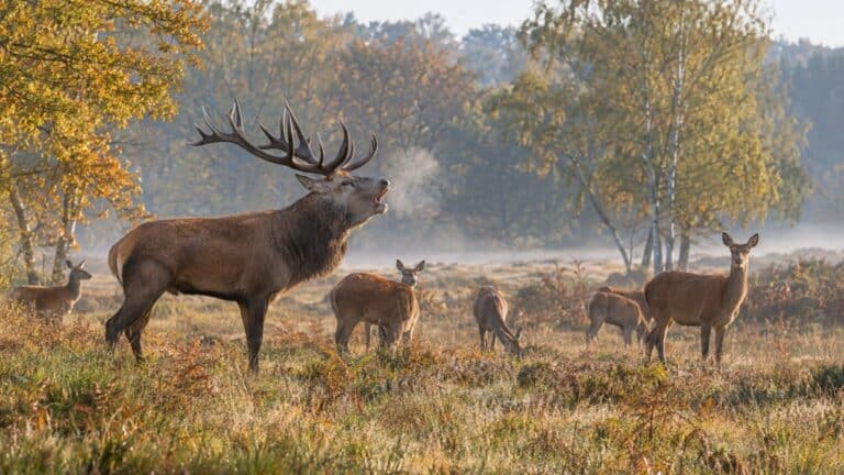 Le brame : reproduction du cerf, harem et gestation de la biche