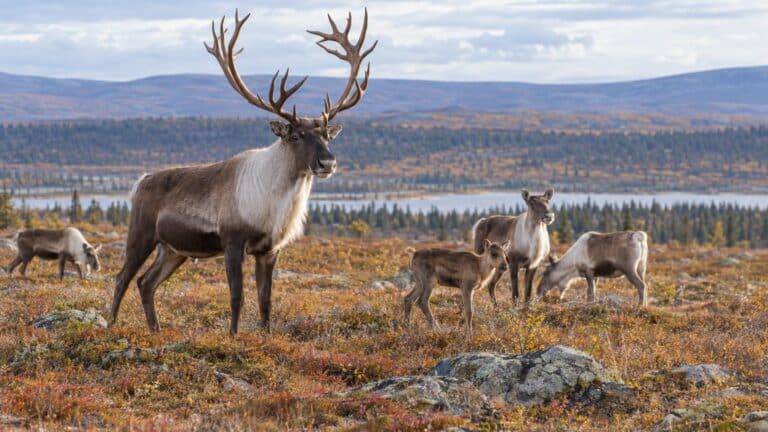 Le caribou : nom du mâle, de la femelle et du petit
