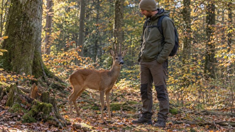 Le chevreuil : taille au garrot, poids et comparaison avec l'homme