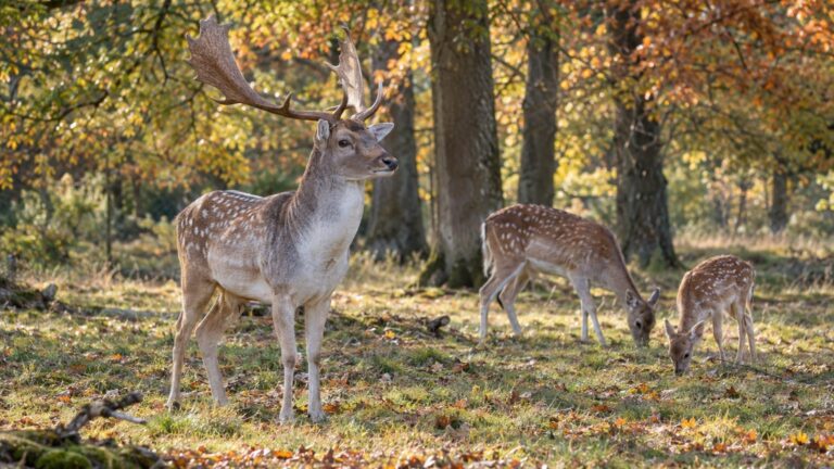 Le daim : nom du mâle, de la femelle et du petit