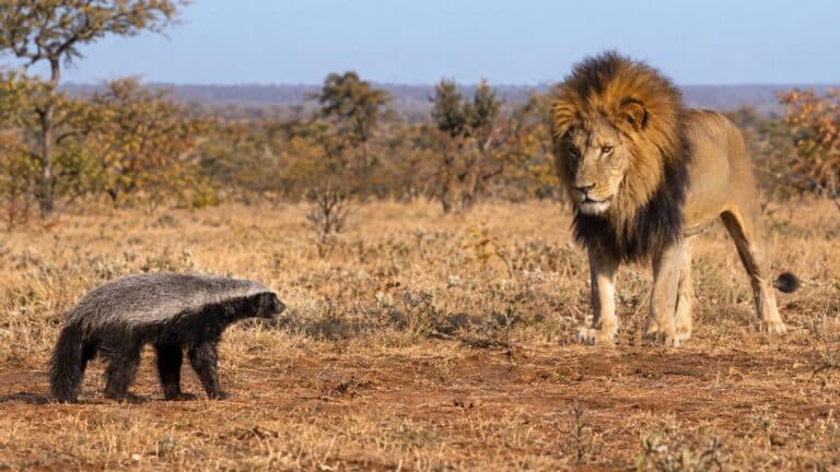 Le ratel face au lion : la réputation à l'épreuve des faits
